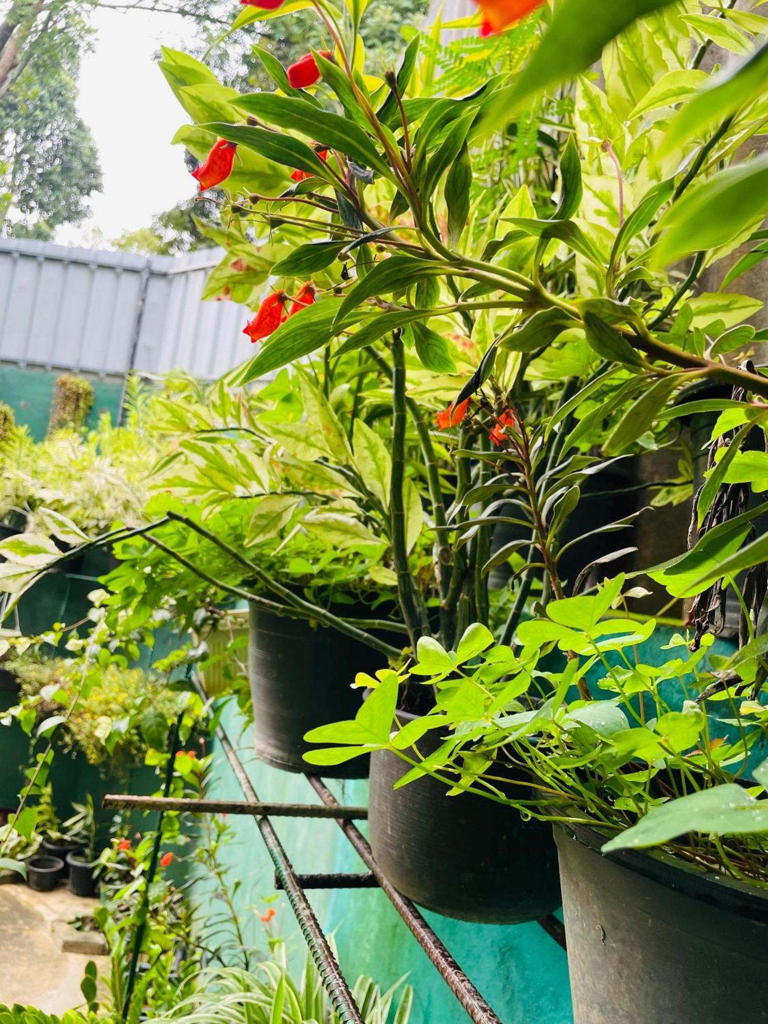 Little Paradise Homestay Елла Екстер'єр фото